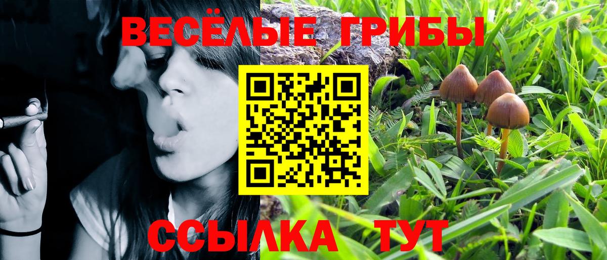 Кудрово  Псилоцибиновые грибы ЛСД  Вход с VPN 
